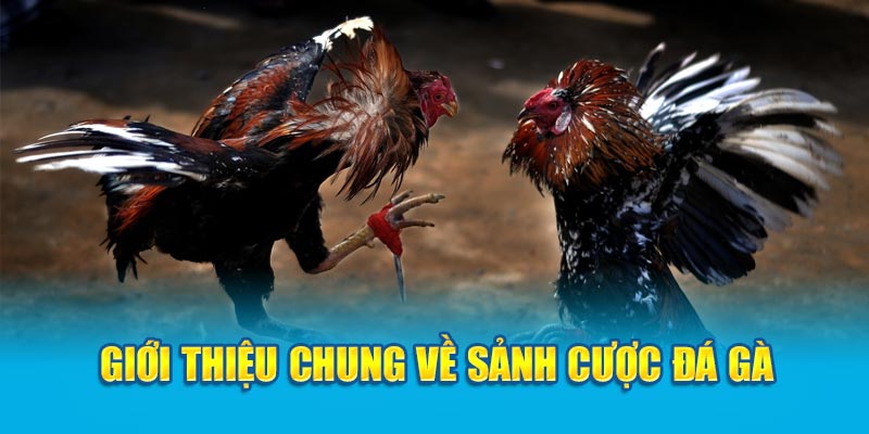 Giới thiệu chung về sảnh cược đá gà