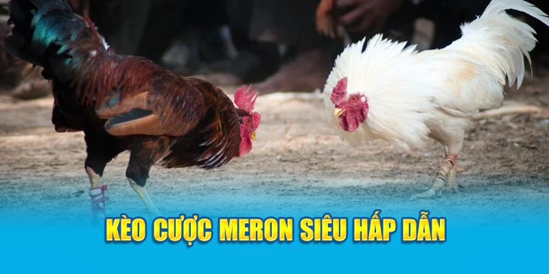 Kèo cược Meron siêu hấp dẫn