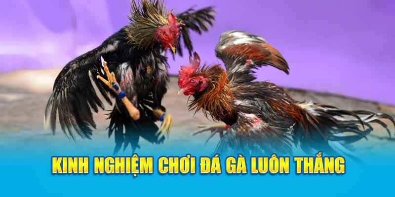 Kinh nghiệm chơi đá gà luôn thắng