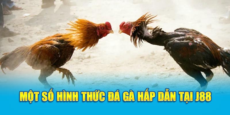 Một số hình thức đá gà hấp dẫn tại J88