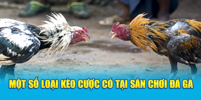 Một số loại kèo cược có tại sân chơi đá gà