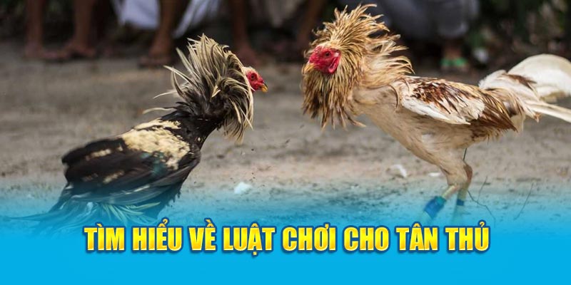 Tìm hiểu về luật chơi cho tân thủ