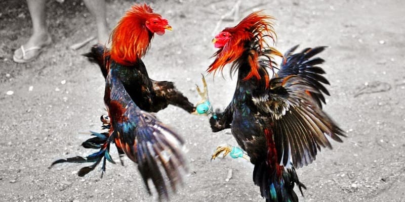 Nghiên cứu đối thủ